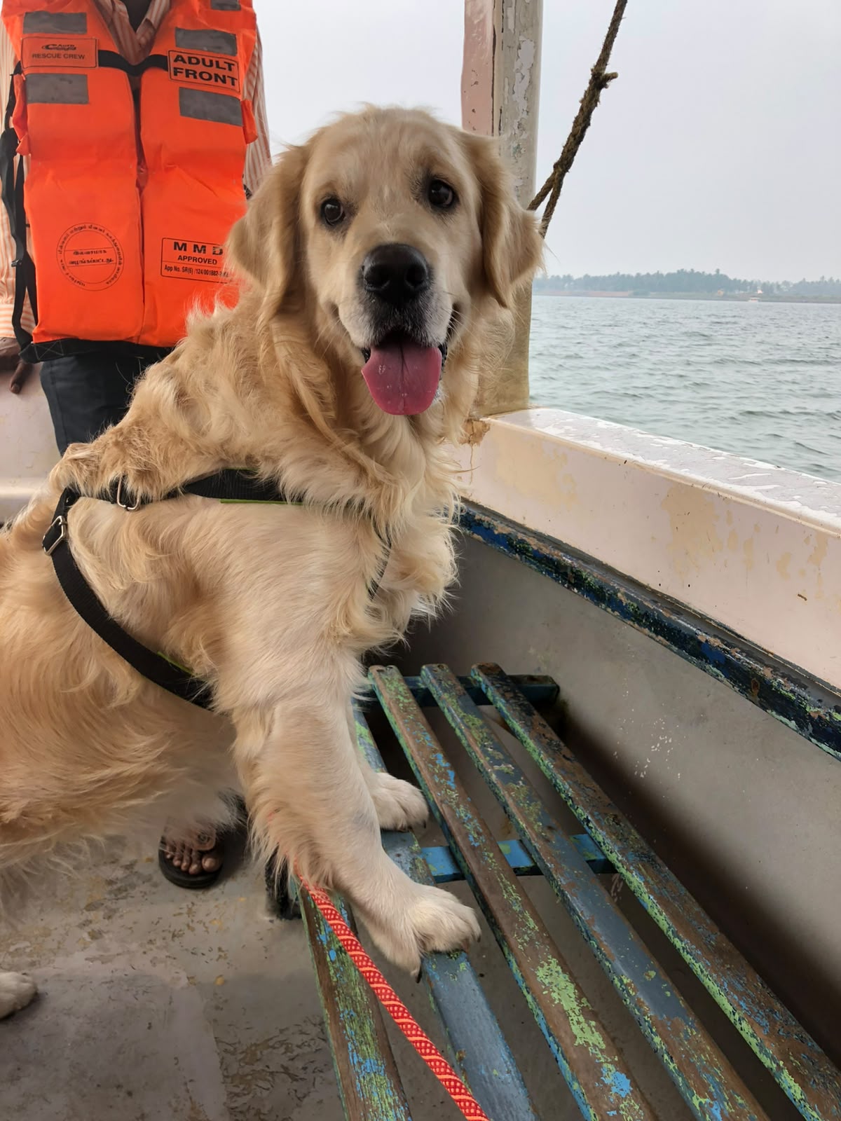 Skoty, our golden retriever
